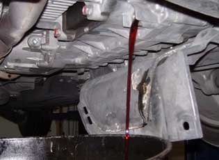 Chihuahua Transmission Clutch Replacement